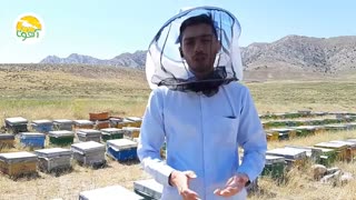 زنبورعسل چه محصولاتی داره؟