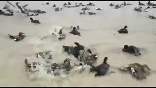 روش صید محمیه یک نوع کشتار وسیع پرندگان مهاجر است