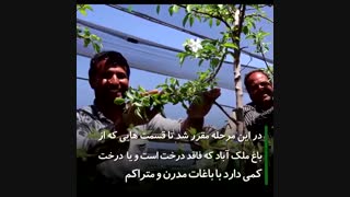 احیای تنفس شهر