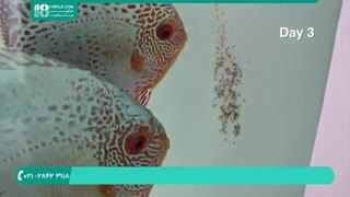 آماده سازی آکواریوم برای نگهداری از ماهی دیسکس