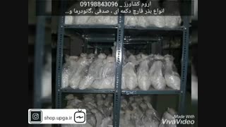 فروش بذر قارچ