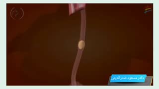 عملکرد سیستم گوارش