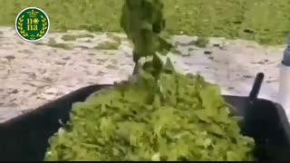 تولید چرم گیاهی از گیاه کاکتوس