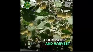 برداشت مکانیزه کیوی