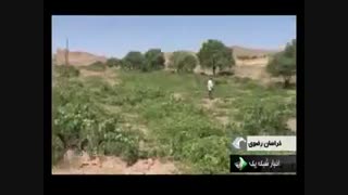 تولید شیره انگور