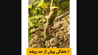 بیماری کپک خاکستری در گوجه فرنگی گلخانه ای