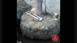 جابجایی درخت