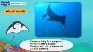 little fox_meet the animals10