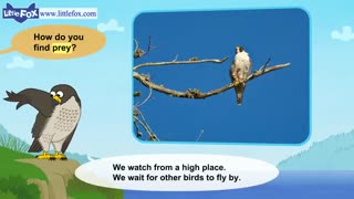 little fox-meet the animals15