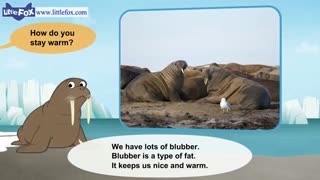 little fox_meet the animals8