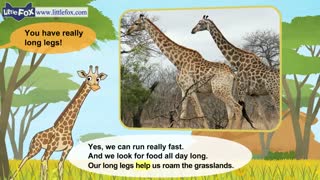 little fox_meet the animals16