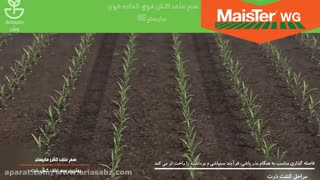 علف کش مایستر | MaisTer WG سم خارجی نابود کننده علف هرز مزارع ذرت