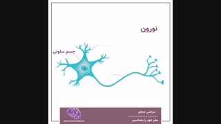 مغز خود را بشناسیم - قسمت چهاردهم