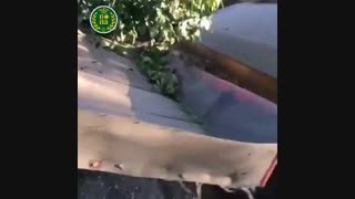 برداشت مکانیزه گردو