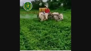 تو محدودیت ها ستاره شوید