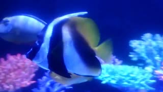 پروانهماهی نقابدار (Masked bannerfish) در آکواریوم