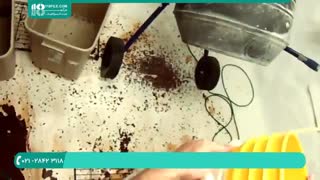 آموزش کشت سریع قارچ خوراکی در منزل