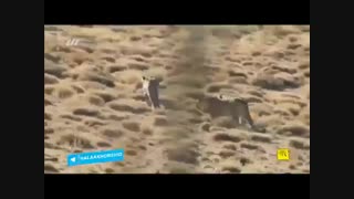 پلنگی که با ورود به محیط بانی دمپایی را باخود بُرد!