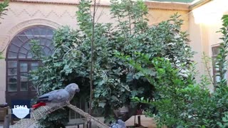 روزگار سخت مجموعه‌های نگهداری از حیوانات در دوران کرونایی