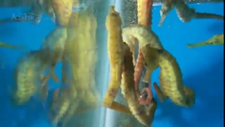 اسب دریایی خالخالی (Spotted seahorse) در آکواریوم