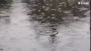 کلیپ دکلمه عاشقانه و احساسی شعر لیلی از مهرشاد علیزاده(تضمین از شاملو)