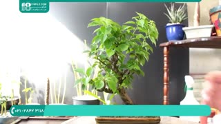 اصول باغبانی و درختکاری (هرس کردن بونسای آلوورا)