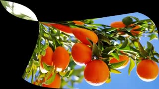 قوی ترین قارچ کش باغ مرکبات | Roder | رودر