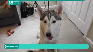 اصول تربیت و روش فرمان پذیری سگ هاسکی  از صاحبش