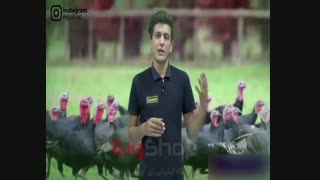 آموزش کامل جوجه کشی از بوقلمون + تکنیک های افزایش راندمان جوجه کشی