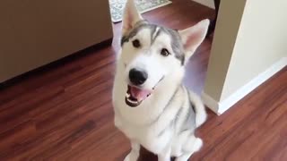 اهمیت تشویق و تنبیه در تربیت و آموزش سگ هاسکی