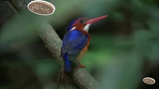 10 تا از تاریخ طبیعت