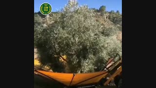 برداشت مکانیزه زیتون