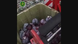 برداشت مکانیزه کلم