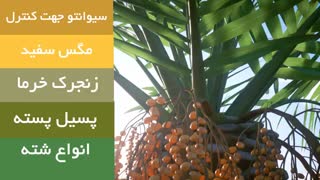 سم قوی برای از بین بردن آفات درخت خرما | Sivanto | سیوانتو
