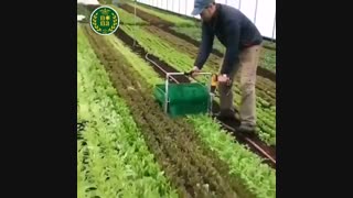 برداشت میکرو گرین