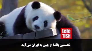 نخستین پاندا از چین به ایران میآید