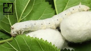 معرفی کامل شهر شلمان