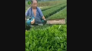 برداشت چای