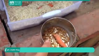 زمان مناسب برای دادن سبوس گندم به کرم میل ورم