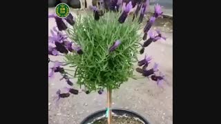 نحوه تولید نهال لاوندر