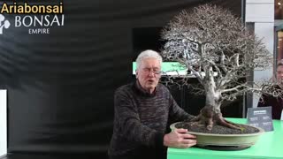 bonsai-naturalistic-استاد والترپال-سبک طبیعی بونسای- قسمت دوم با ترجمه