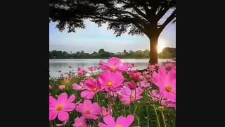 سلام و صبح بخیر