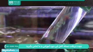 نکات مهم در مورد تغذیه ماهی در زمان مناسب و با مواد مناسب ( آکواریوم گیاهی )