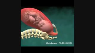 فیلمی درباره چگونگی زایمان طبیعی