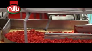 سس ترانه : تولید سس کچاپ ترانه