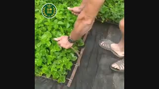 انتقال سینی نشاء