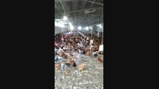 جوجه 2 ماهه بومی