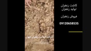 آغاز فروش زعفران امسالی به قیمت تولید