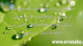 کنترل شته، پسیل و تریپس با حشره کش استامیپراید | Acetamipride