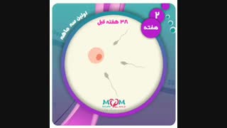 هفته دوم بارداری